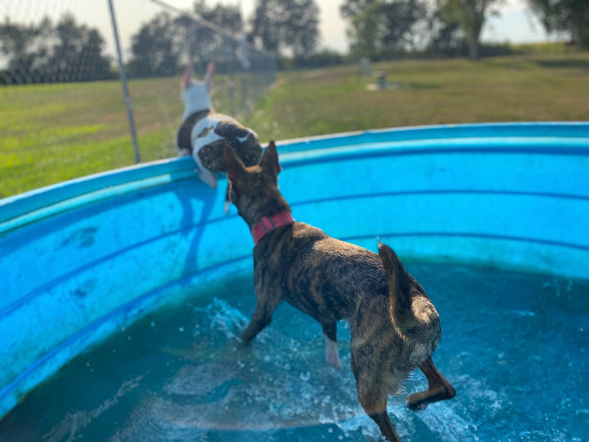 Mags joined the competition — help win amazing prizes! american_pit_bull_terrier, american_staffordshire_terrier, boston_terrier, boxer, canidae, carnivore, dock_jumping, dog, dog_breed, dutch_shepherd_dog, french_bulldog, fun, german_shorthaired_pointer, jumping, mammal, non_sporting_group, play, sporting_group, staffordshire_bull_terrier