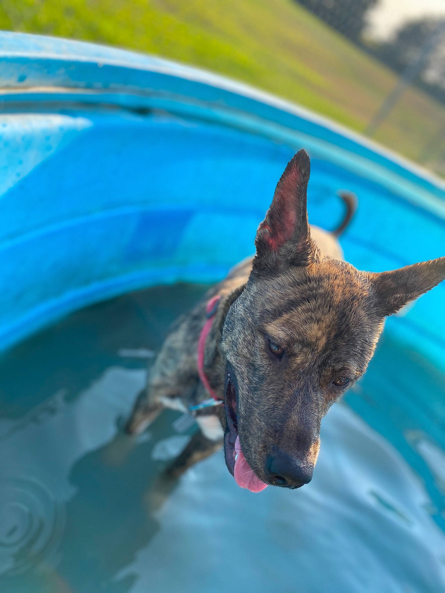 Mags joined the competition — help win amazing prizes! australian_cattle_dog, canidae, carnivore, dog, dog_breed, fawn, non_sporting_group, snout, water