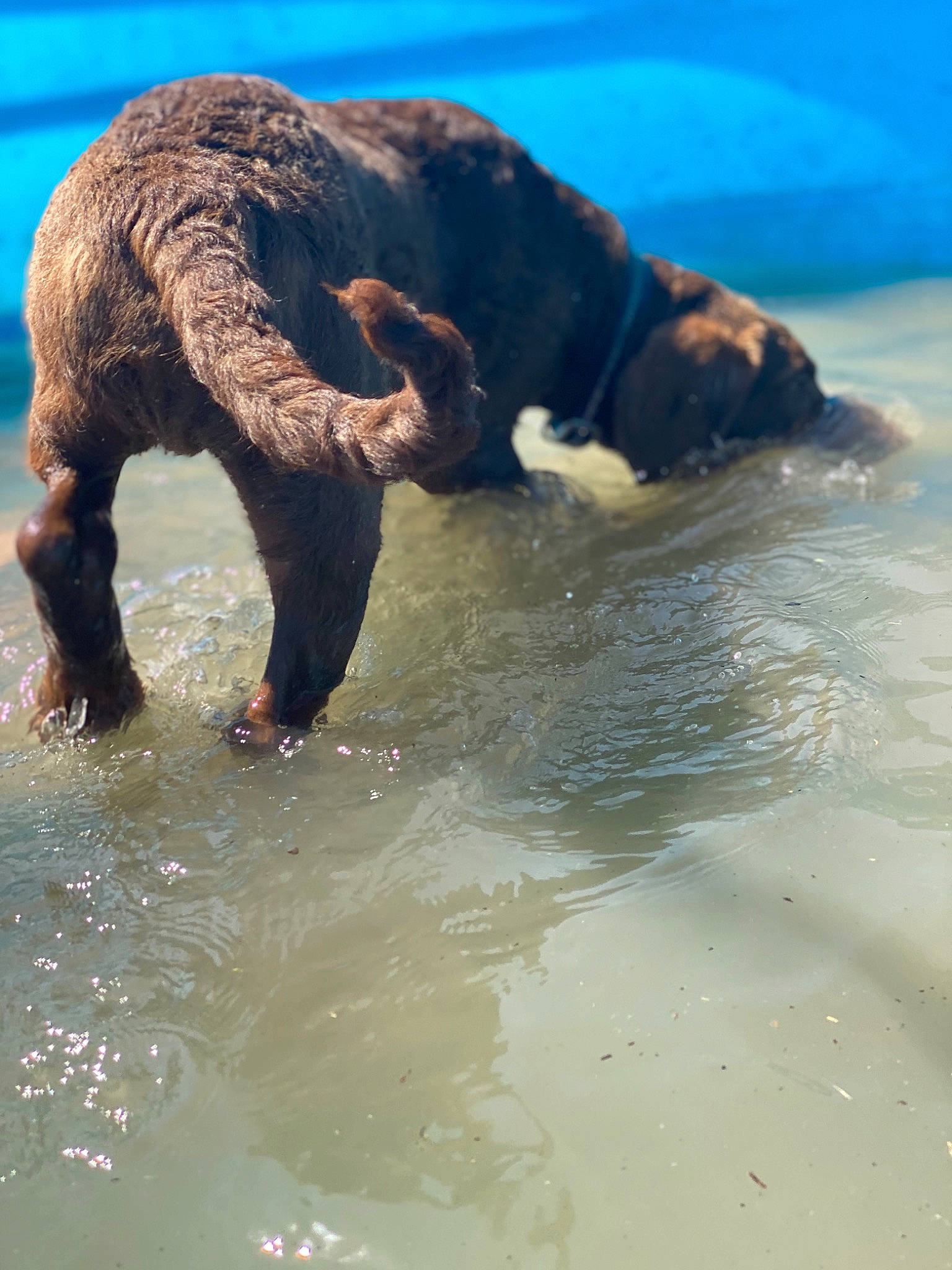 Axel is registered to the contest to win money with this photo: canidae, carnivore, dog, dog_breed, newfoundland, portuguese_water_dog, spaniel, spanish_water_dog, sporting_group, tail, water, wave
