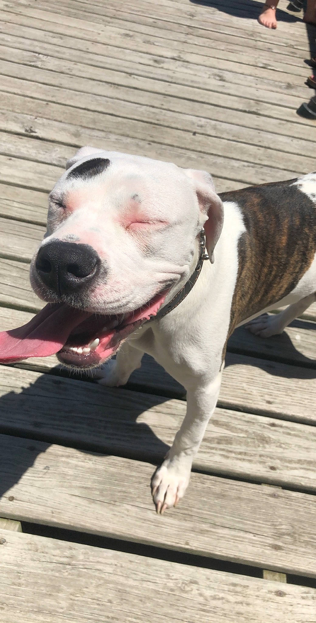 Cas is registered to the contest to win money with this photo: american_bulldog, american_pit_bull_terrier, american_staffordshire_terrier, bull_and_terrier, bully_kutta, canidae, carnivore, catahoula_bulldog, dog, dog_breed, fawn, mammal, non_sporting_group, nose, pit_bull, rare_breed_dog, snout, sporting_group, valley_bulldog, vertebrate