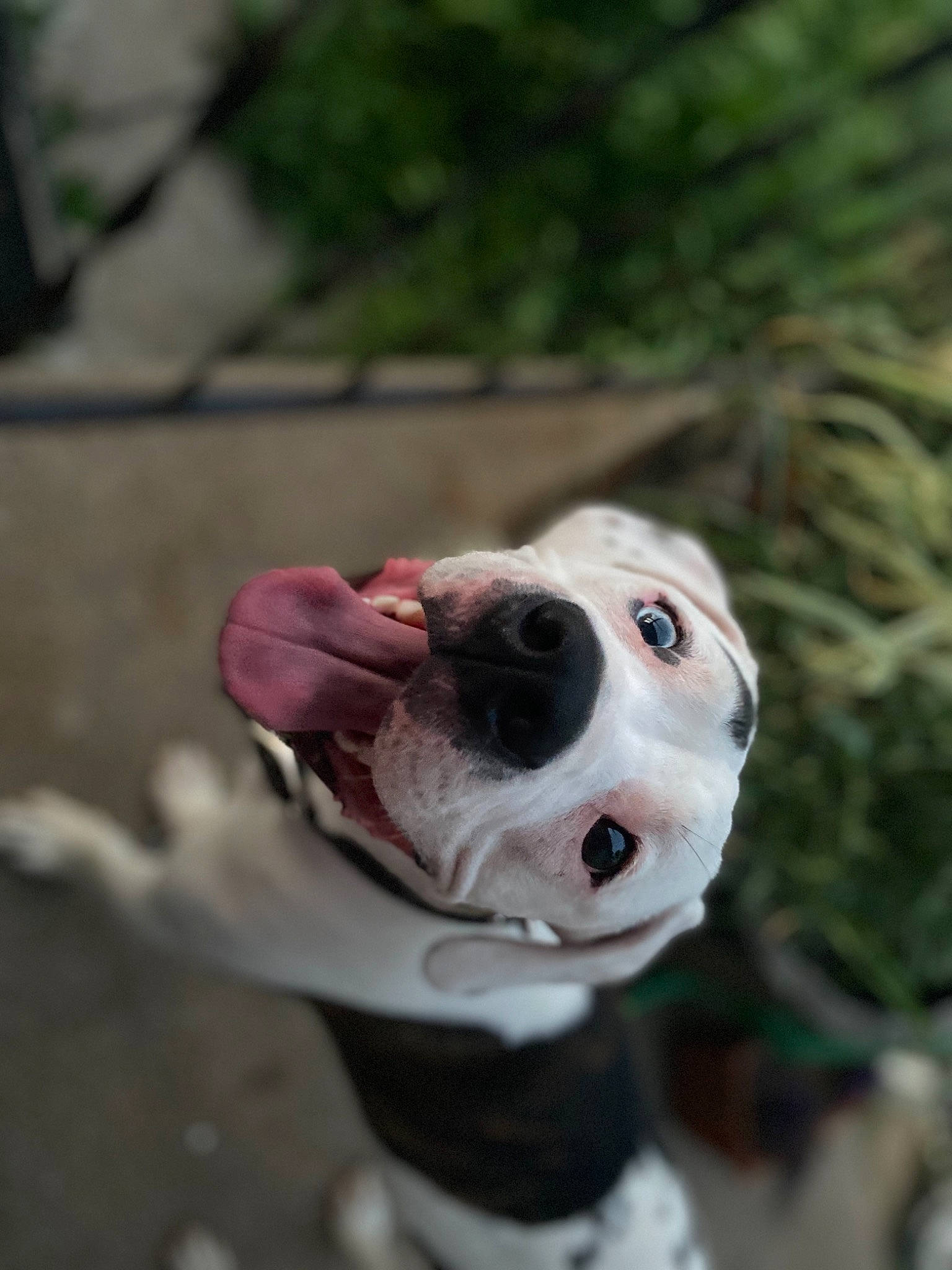 Cas is registered to the contest to win money with this photo: american_bulldog, american_pit_bull_terrier, american_staffordshire_terrier, canidae, carnivore, dog, dog_breed, dogo_argentino, dogo_guatemalteco, mammal, non_sporting_group, nose, pit_bull, puppy, snout, vertebrate