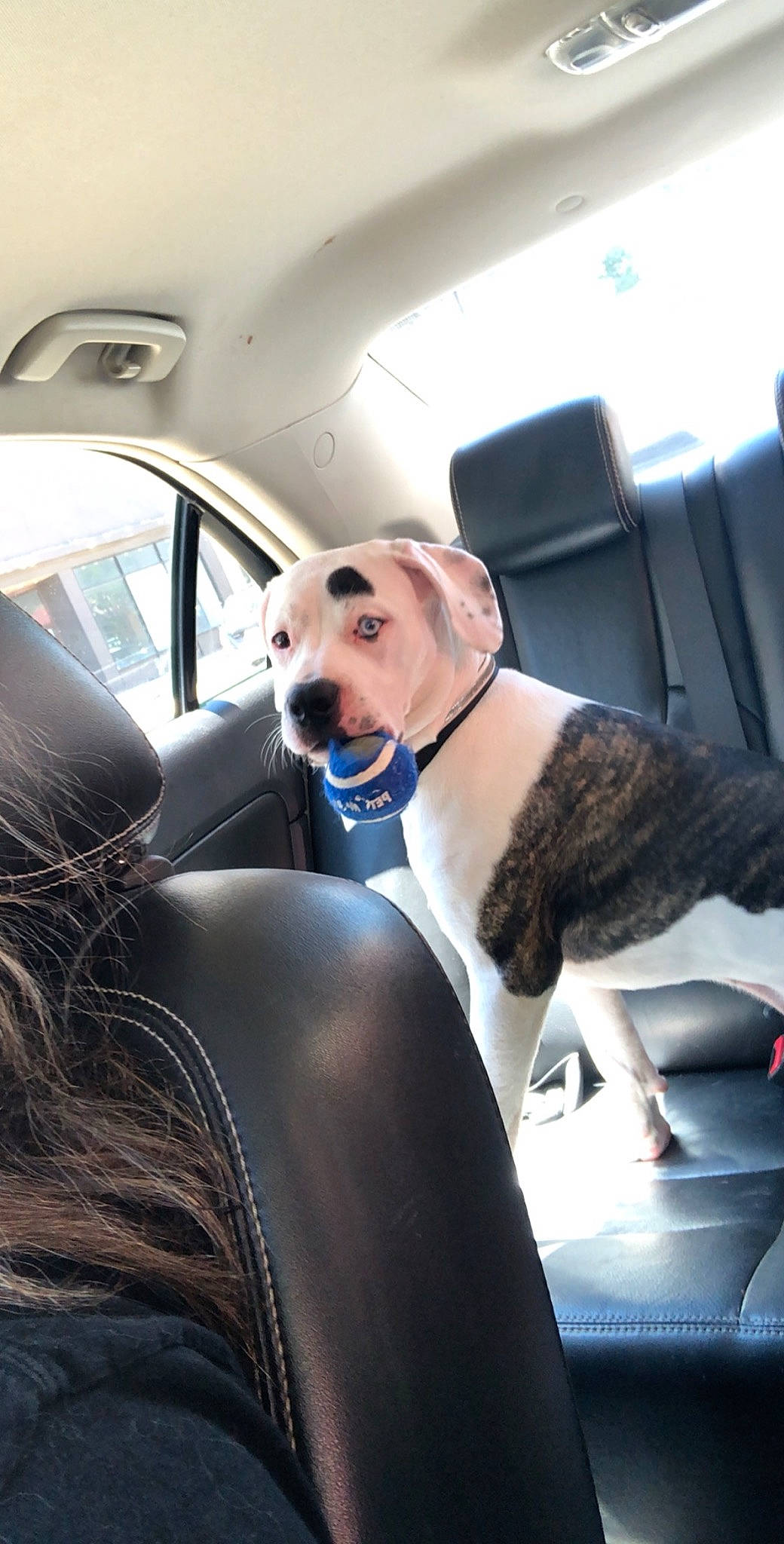 Cas is registered to the contest to win money with this photo: auto_part, automotive_window_part, canidae, car, car_seat, carnivore, companion_dog, dog, dog_breed, driving, family_car, fawn, seat_belt, snout, sporting_group, vehicle, vehicle_door, whippet, windshield