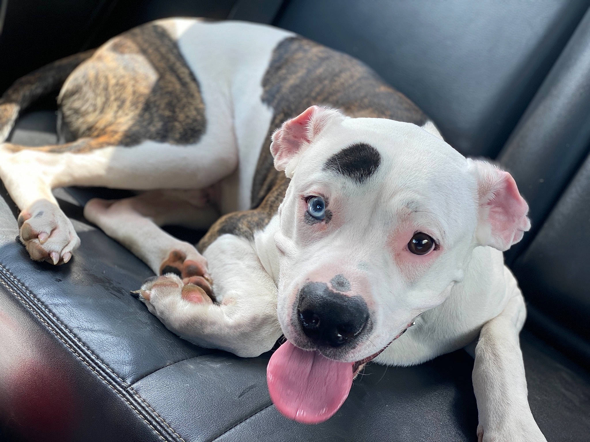 Cas is registered to the contest to win money with this photo: american_bulldog, canidae, carnivore, companion_dog, dog, dog_breed, ear, fawn, mammal, non_sporting_group, nose, paw, pit_bull, puppy, puppy_love, rare_breed_dog, snout, sporting_group, street_dog, vertebrate