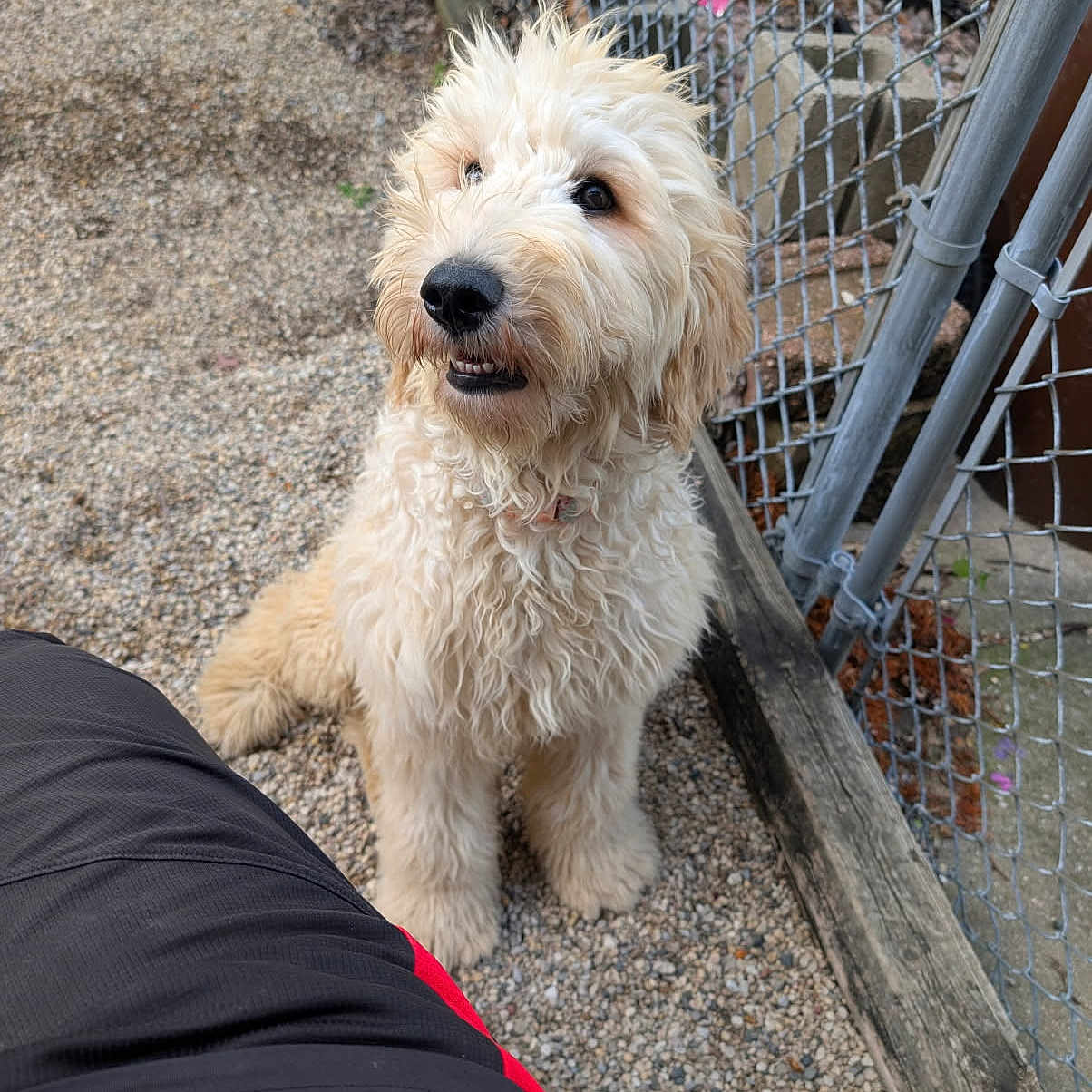 Blossom Blu joined the competition — help win amazing prizes! animal, canine, casual_clothing, chain_link_fence, collar, companion, cream_colored, curious, daylight, dog, fence, fluffy, fur, gravel, leisure, looking_up, outdoor, person_partial, pet, sitting