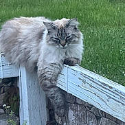 Sadie joined the competition — help win amazing prizes! cat, fluffy, fence, wood, outdoor, green_grass, stone_wall, relaxed, paw, animal, pet, sleepy, nature, plant, white, brown, fur, leisure, summer, daylight