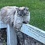 cat, fluffy, fence, wood, outdoor, green_grass, stone_wall, relaxed, paw, animal, pet, sleepy, nature, plant, white, brown, fur, leisure, summer, daylight