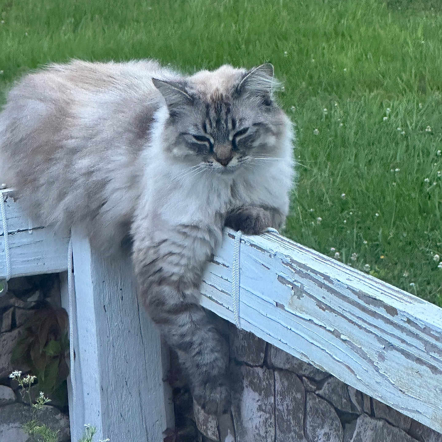 Sadie joined the competition — help win amazing prizes! animal, brown, cat, daylight, fence, fluffy, fur, green_grass, leisure, nature, outdoor, paw, pet, plant, relaxed, sleepy, stone_wall, summer, white, wood