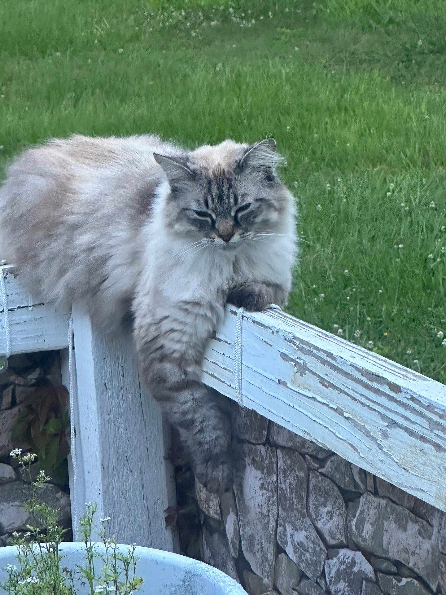 Sadie joined the competition — help win amazing prizes! cat, fluffy, fence, wood, outdoor, green_grass, stone_wall, relaxed, paw, animal, pet, sleepy, nature, plant, white, brown, fur, leisure, summer, daylight