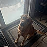 animal, blinds, canine, carpet, curtain, dog, floor, fur, golden_retriever, home, indoor, light, looking_up, pet, rug, shadow, sitting, tail, tile, window