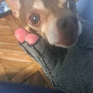 Dollie is registered to the contest to win money with this photo: dog, close_up, glove, hand, indoor, brown_dog, small_dog, cute, pet, furry, face, ears, eyes, fabric, texture, blue_background, wooden_surface, curious, snout, paw