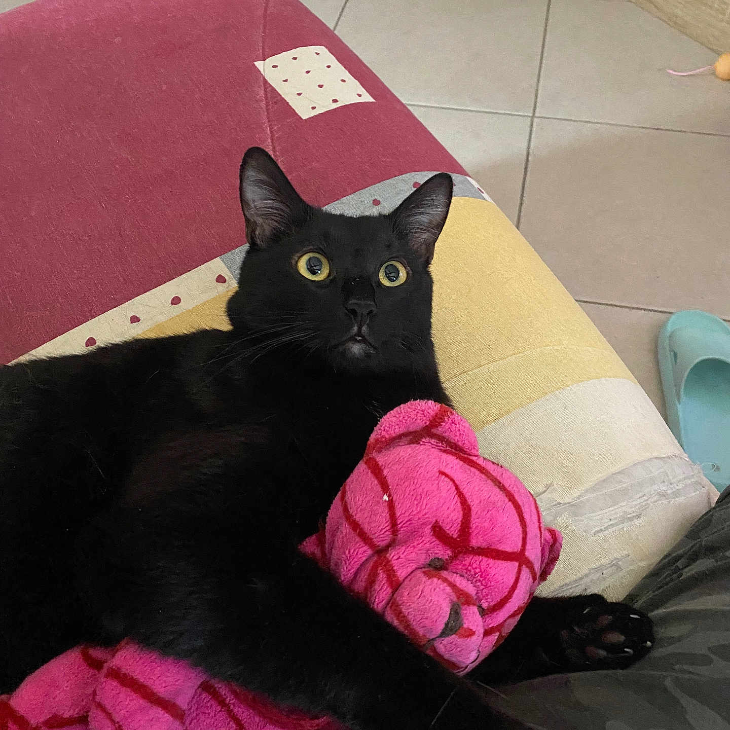 Noky a rejoint le concours — aidez-le/la à gagner de superbes lots ! alert, animal, black_cat, claw, couch, cute, fabric, fur, furniture, home, indoor, mammal, paw, pet, pink, relaxed, stuffed_toy, tile_floor, toy, yellow_eyes