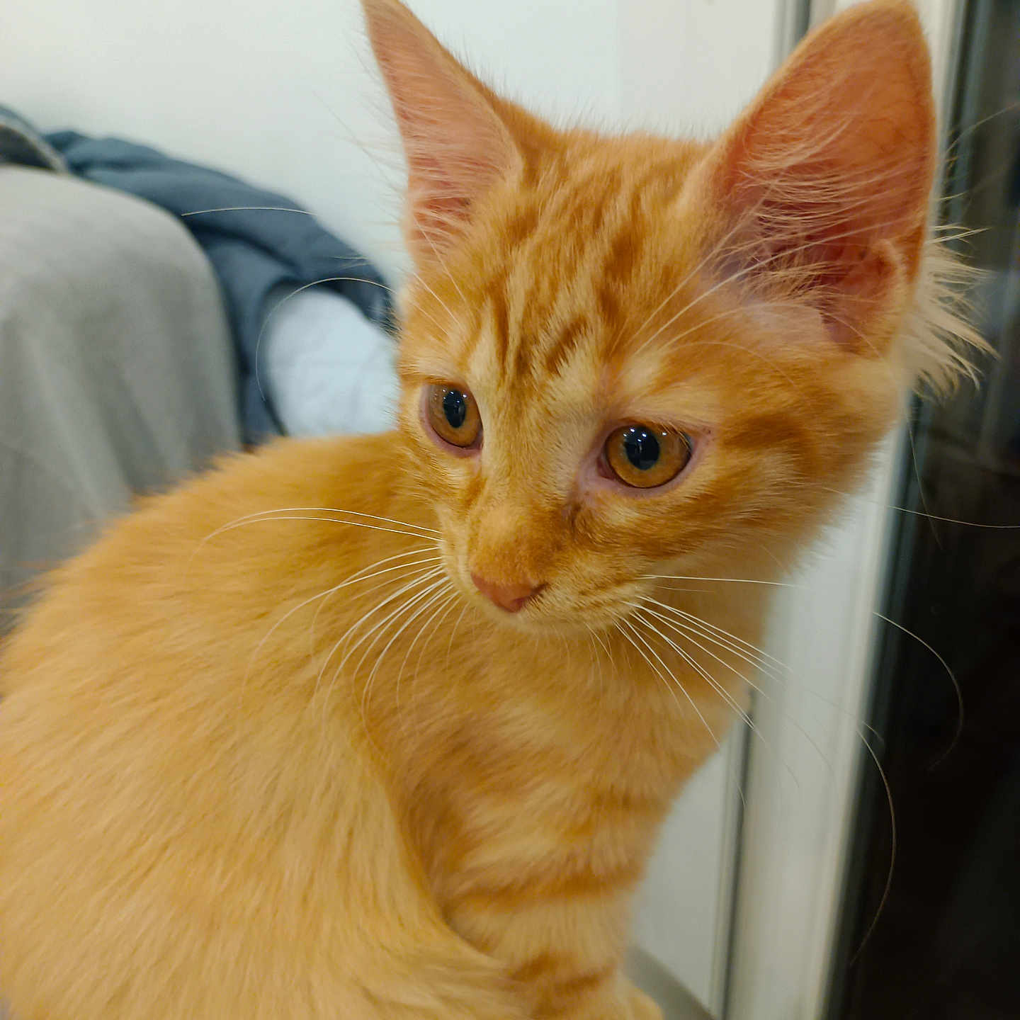 Paprika participe au concours pour gagner de l'argent avec cette photo : animal, background_blur, cat, close_up, curious, cute, domestic_cat, ears, eyes, feline, fur, indoor, kitten, orange_tabby, pet, portrait, sitting, soft_light, whiskers, young