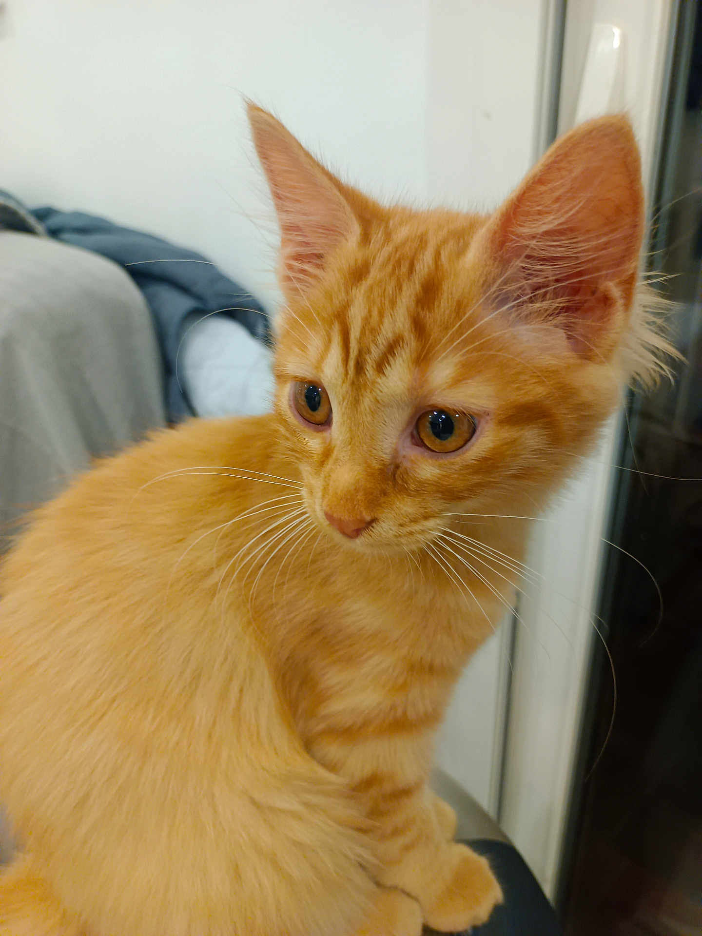 Paprika