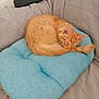 Paprika a rejoint le concours — aidez-le/la à gagner de superbes lots ! kitten, cat, sleeping, orange_cat, cushion, blue_cushion, gray_couch, furniture, indoor, pet, fur, cozy, resting, cute, animal, domestic_cat, relaxation, small_cat, nap, curled_up