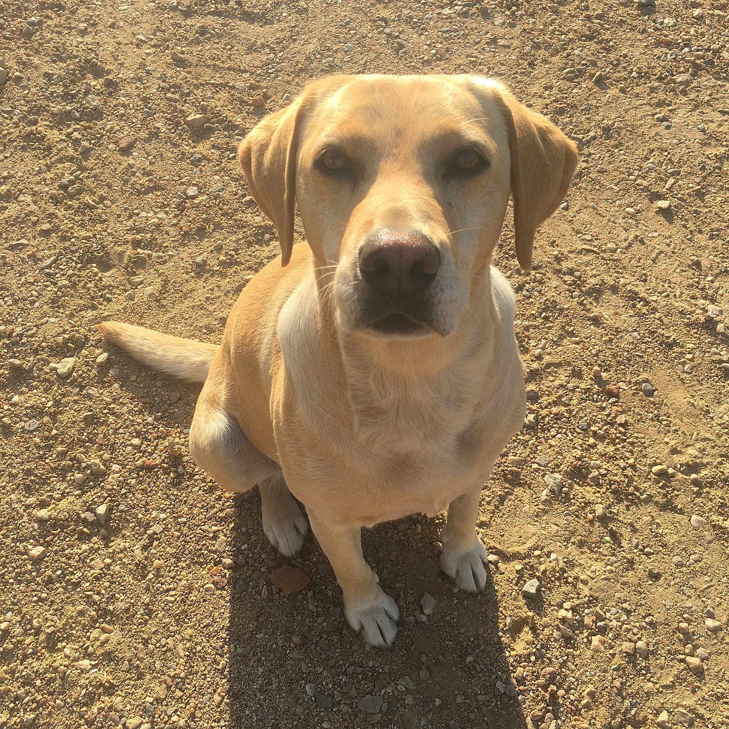 Jonquille
