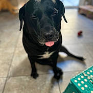 Tinola is registered to the contest to win money with this photo: animal, black_dog, blurry_background, canine, companion, cute, dog, domestic_animal, friendly, funny_expression, household, indoor, pet, playful, short_hair, sitting, step_stool, tile_floor, tongue_out, white_patch