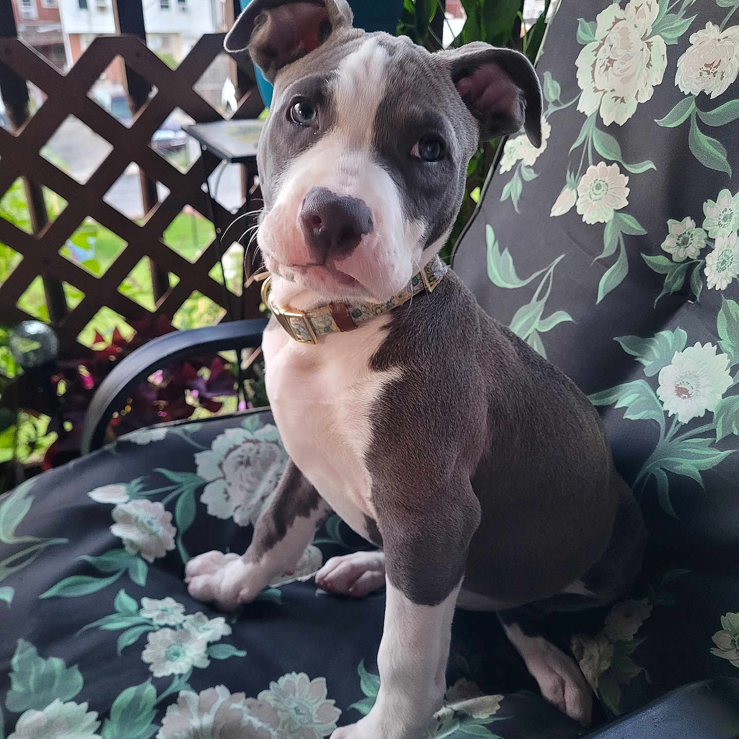 Moonie joined the competition — help win amazing prizes! animal, bostonbull, boxer, bulldog, canine, chair, cushion, dog, flower, frenchbulldog, furniture, homedecor, hound, indoors, leaf, pet, pitbull, plant, pottedplant, puppy