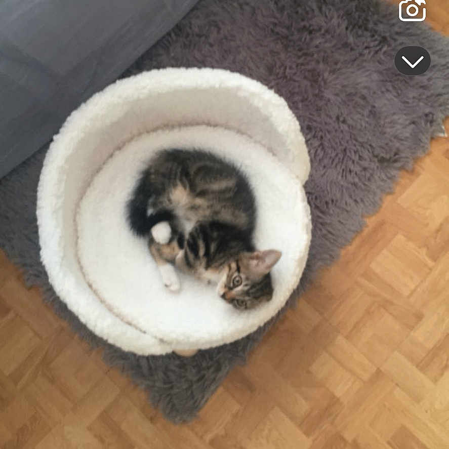 Rourou participe au concours pour gagner de l'argent avec cette photo : kitten, cat, pet, animal, sleeping, curled_up, cozy, pet_bed, white_bed, fluffy, indoor, wooden_floor, rug, home, bedroom, top_view, cuteness, fur, small_animal, relaxed