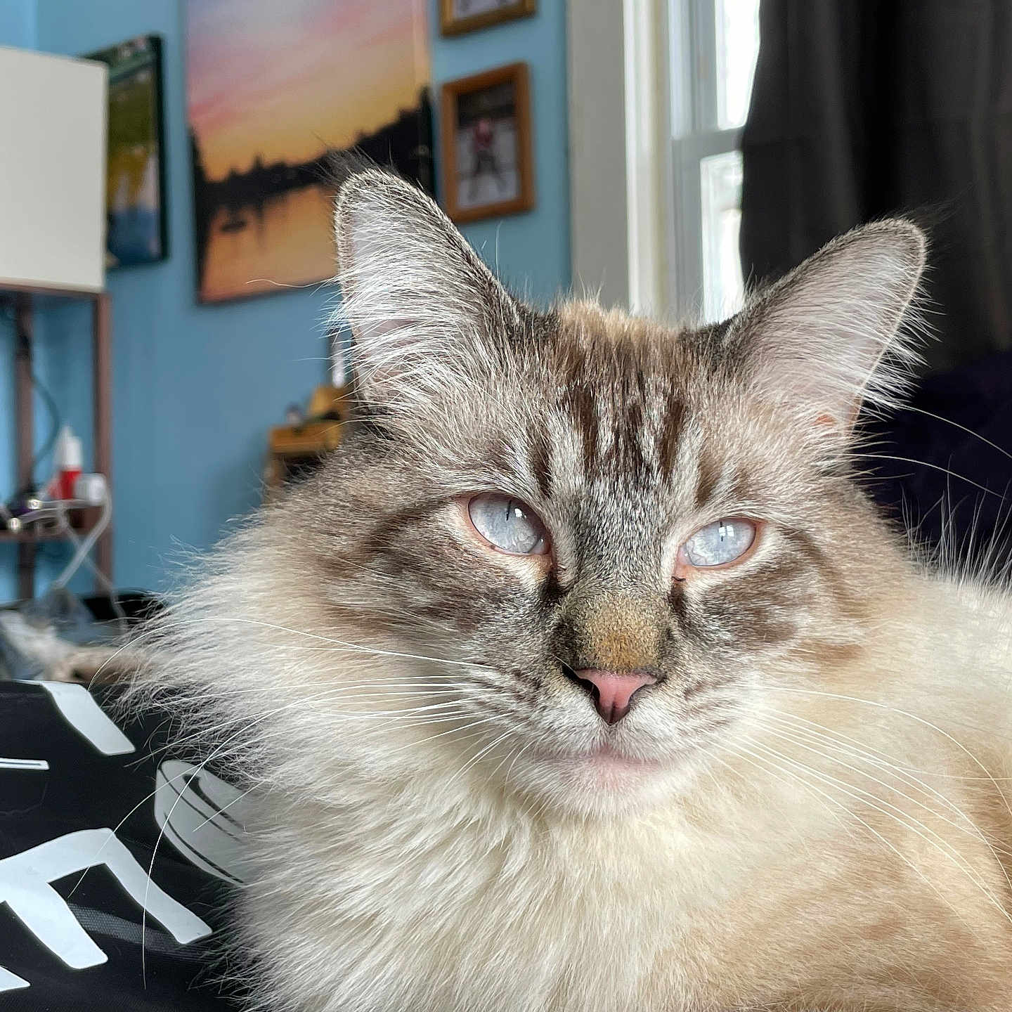 Louie joined the competition — help win amazing prizes! cat, fluffy, blue_eyes, indoor, portrait, feline, close_up, pet, fur, whiskers, relaxed, cozy, home, window, curtains, painting, lamp, furniture, animal, domestic