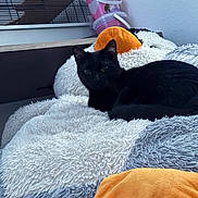 Stitch participe au concours pour gagner de l'argent avec cette photo : animal, black_cat, cage, cat, comfort, cozy, cute, feline, fur, gray, home, indoor, looking, orange, pet_supplies, plush, relaxed, resting, soft_texture, white