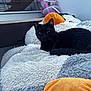 animal, black_cat, cage, cat, comfort, cozy, cute, feline, fur, gray, home, indoor, looking, orange, pet_supplies, plush, relaxed, resting, soft_texture, white