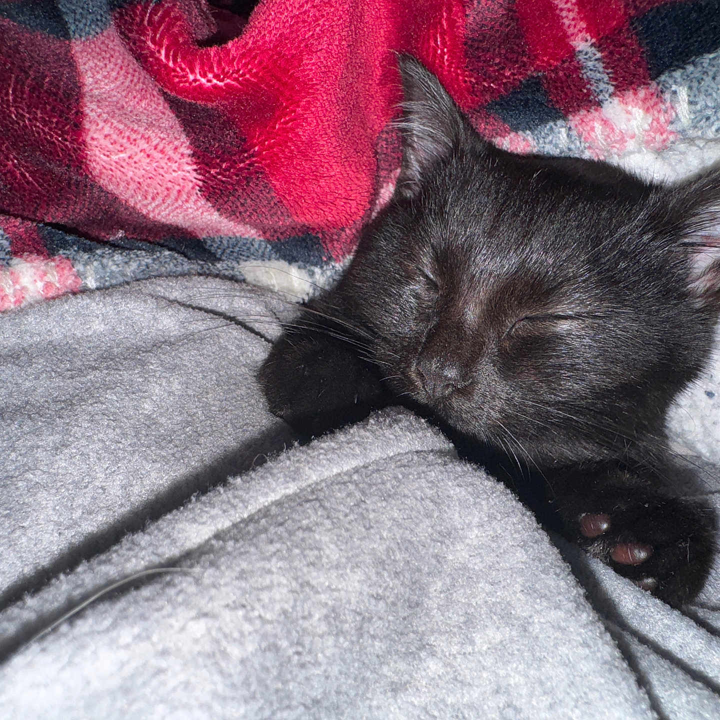 Stitch a rejoint le concours — aidez-le/la à gagner de superbes lots ! animal, black_cat, blanket, cat, closeup, comfort, cozy, cute, feline, fur, indoor, kitten, nap, paw, pet, relaxed, resting, sleeping, soft, warm
