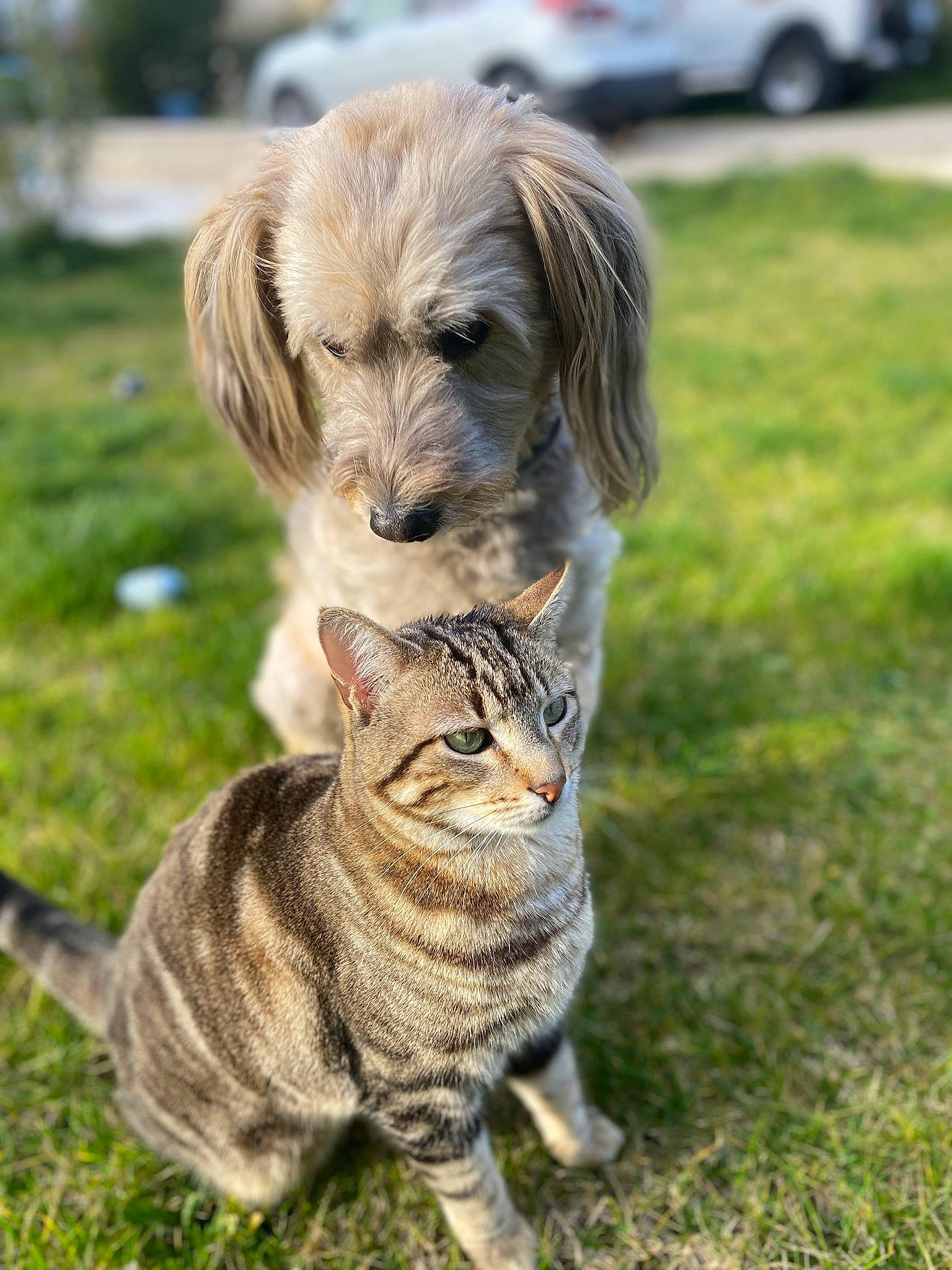 Toy a rejoint le concours — aidez-le/la à gagner de superbes lots ! canidae, carnivore, cat, companion_dog, dog, dog_breed, fawn, felidae, grass, kitten, mammal, puppy, small_to_medium_sized_cats, sporting_group, tabby_cat, vertebrate, whiskers