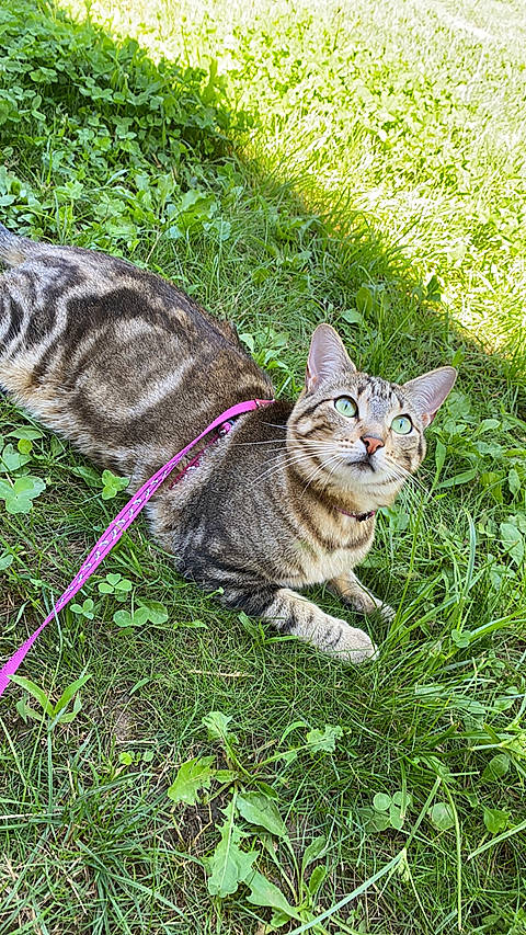 Mimine participe au concours pour gagner de l'argent avec cette photo : american_shorthair, asian, bengal, carnivore, cat, domestic_short_haired_cat, dragon_li, european_shorthair, felidae, grass, lawn, mammal, ocicat, plant, small_to_medium_sized_cats, sokoke, tabby_cat, toyger, whiskers, wild_cat