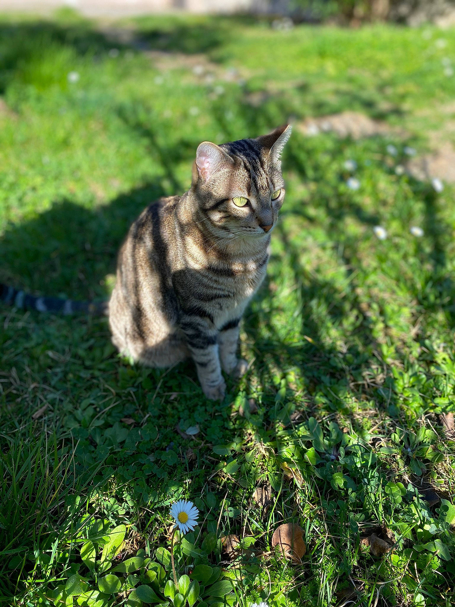 Mimine participe au concours pour gagner de l'argent avec cette photo : asian, bengal, carnivore, cat, domestic_short_haired_cat, dragon_li, european_shorthair, felidae, grass, green, mammal, plant, small_to_medium_sized_cats, sokoke, tabby_cat, toyger, tree, whiskers, wild_cat, wildlife