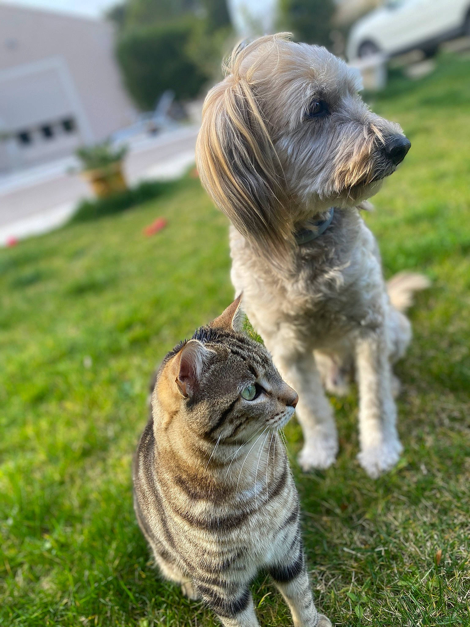 Mimine participe au concours pour gagner de l'argent avec cette photo : cairn_terrier, canidae, carnivore, catalan_sheepdog, companion_dog, dog, dog_breed, grass, lhasa_apso, mammal, rare_breed_dog, small_terrier, sporting_group, terrier, vertebrate