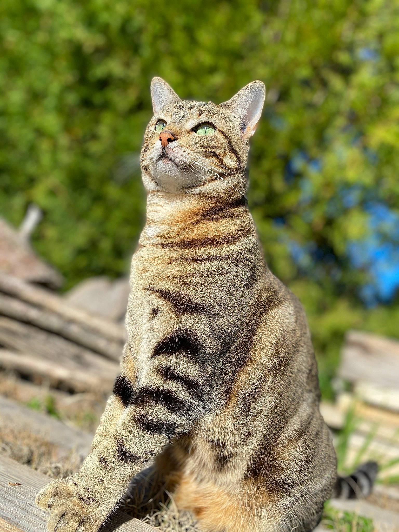 Mimine participe au concours pour gagner de l'argent avec cette photo : american_wirehair, arabian_mau, asian, california_spangled, carnivore, cat, domestic_short_haired_cat, dragon_li, european_shorthair, felidae, mammal, small_to_medium_sized_cats, snout, sokoke, tabby_cat, terrestrial_animal, vertebrate, whiskers, wild_cat, wildlife