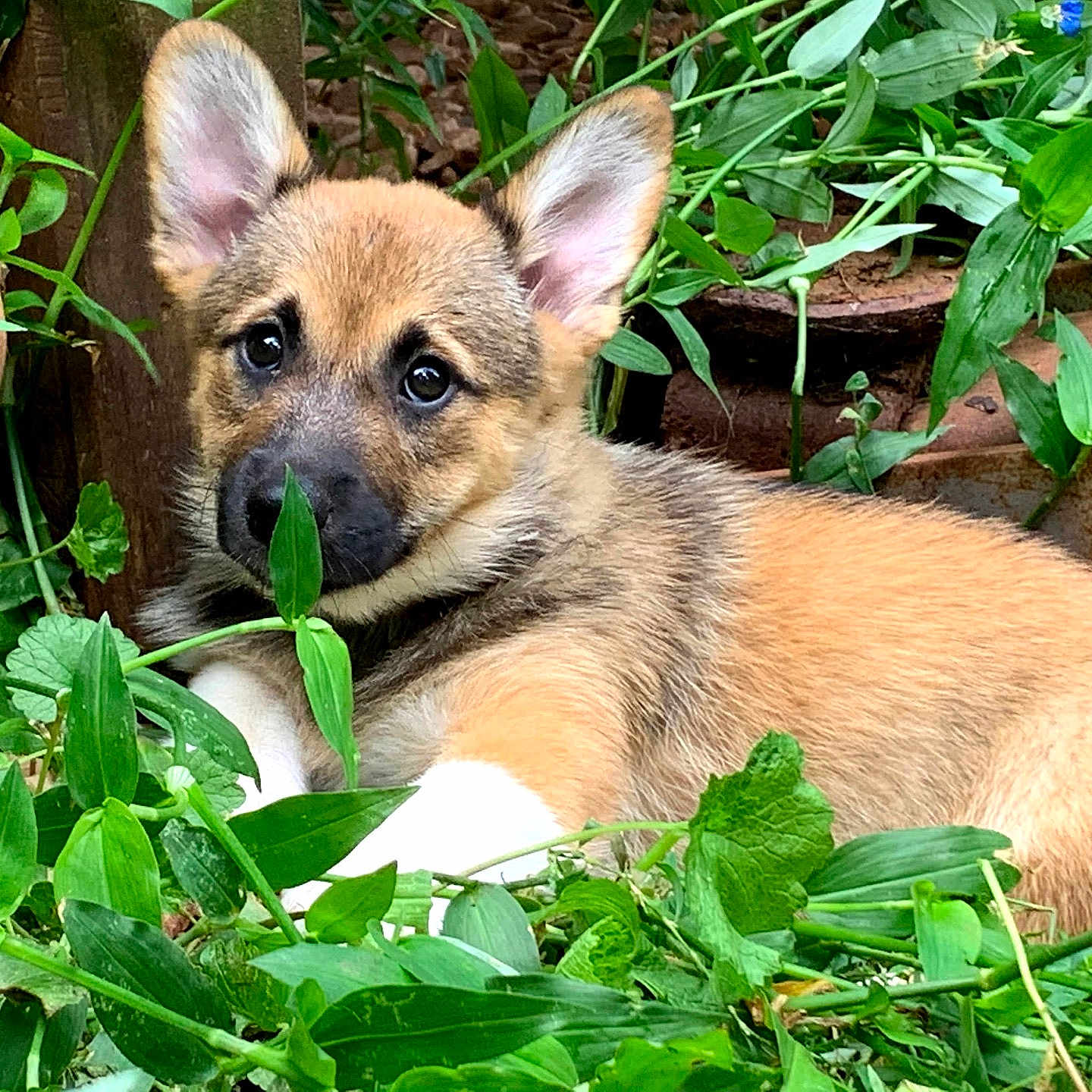 Nova joined the competition — help win amazing prizes! adorable, animal, canine, cute, dog, ears, eyes, flora, fur, garden, greenery, laying, nature, outdoor, pet, plants, puppy, snout, whiskers, young