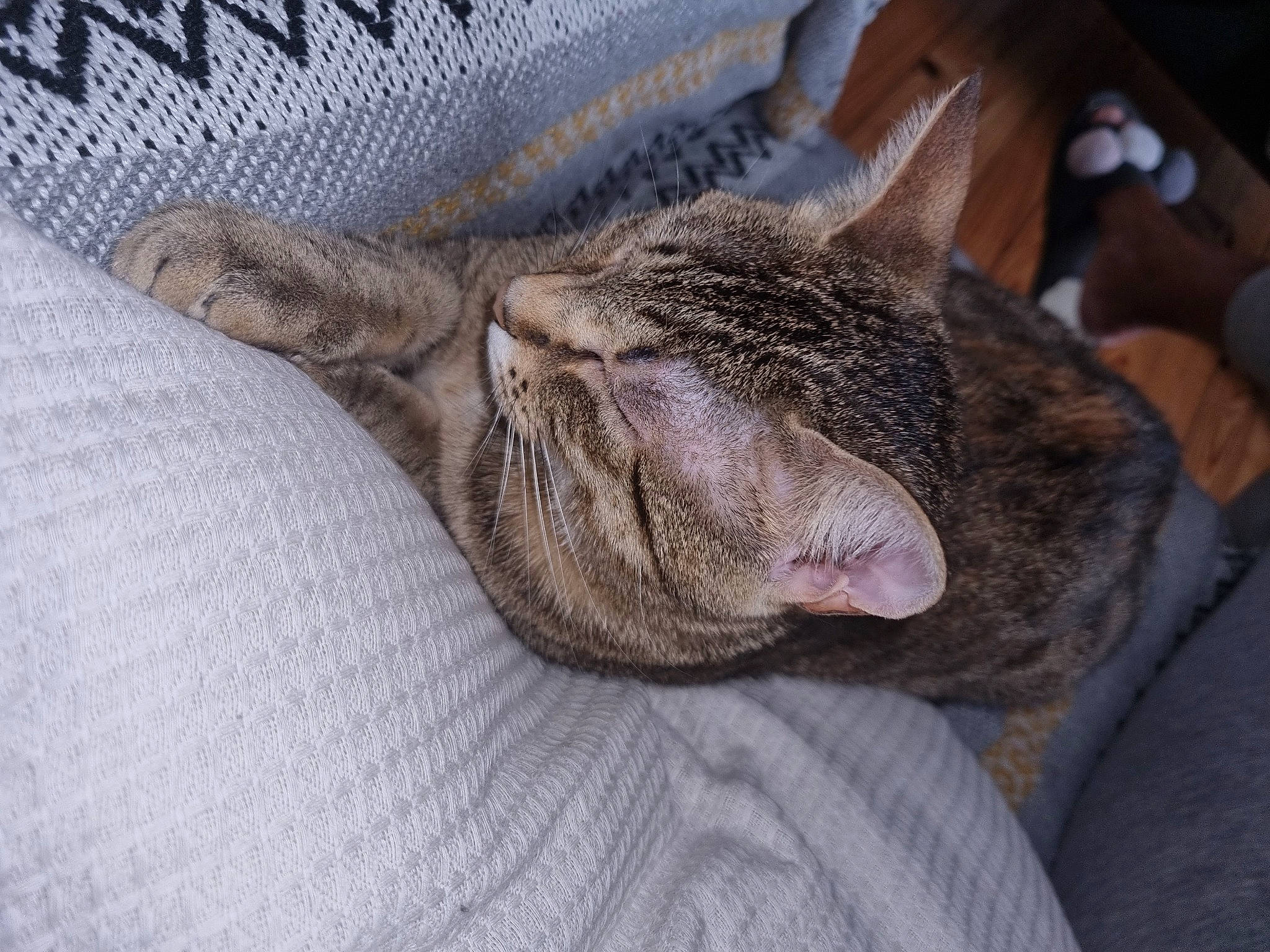 Biscuit a rejoint le concours — aidez-le/la à gagner de superbes lots ! carnivore, cat, cat_bed, claw, comfort, domestic_short_haired_cat, felidae, fur, grey, linens, nap, pattern, paw, small_to_medium_sized_cats, snout, tail, terrestrial_animal, textile, whiskers, woven_fabric