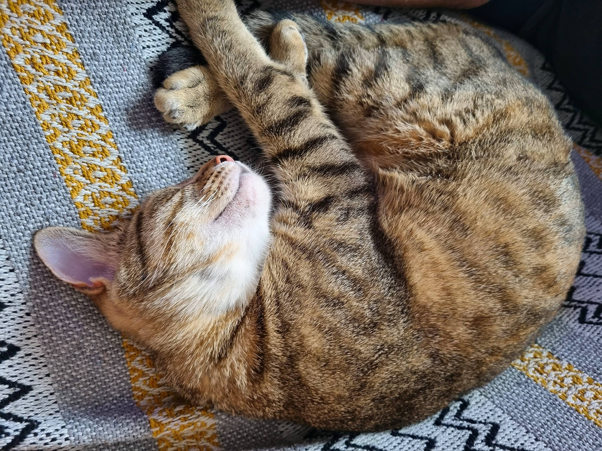 Biscuit a rejoint le concours — aidez-le/la à gagner de superbes lots ! carnivore, cat, cat_bed, claw, comfort, domestic_short_haired_cat, fawn, felidae, fur, grey, nap, pattern, paw, sleep, small_to_medium_sized_cats, tail, terrestrial_animal, whiskers, wildlife