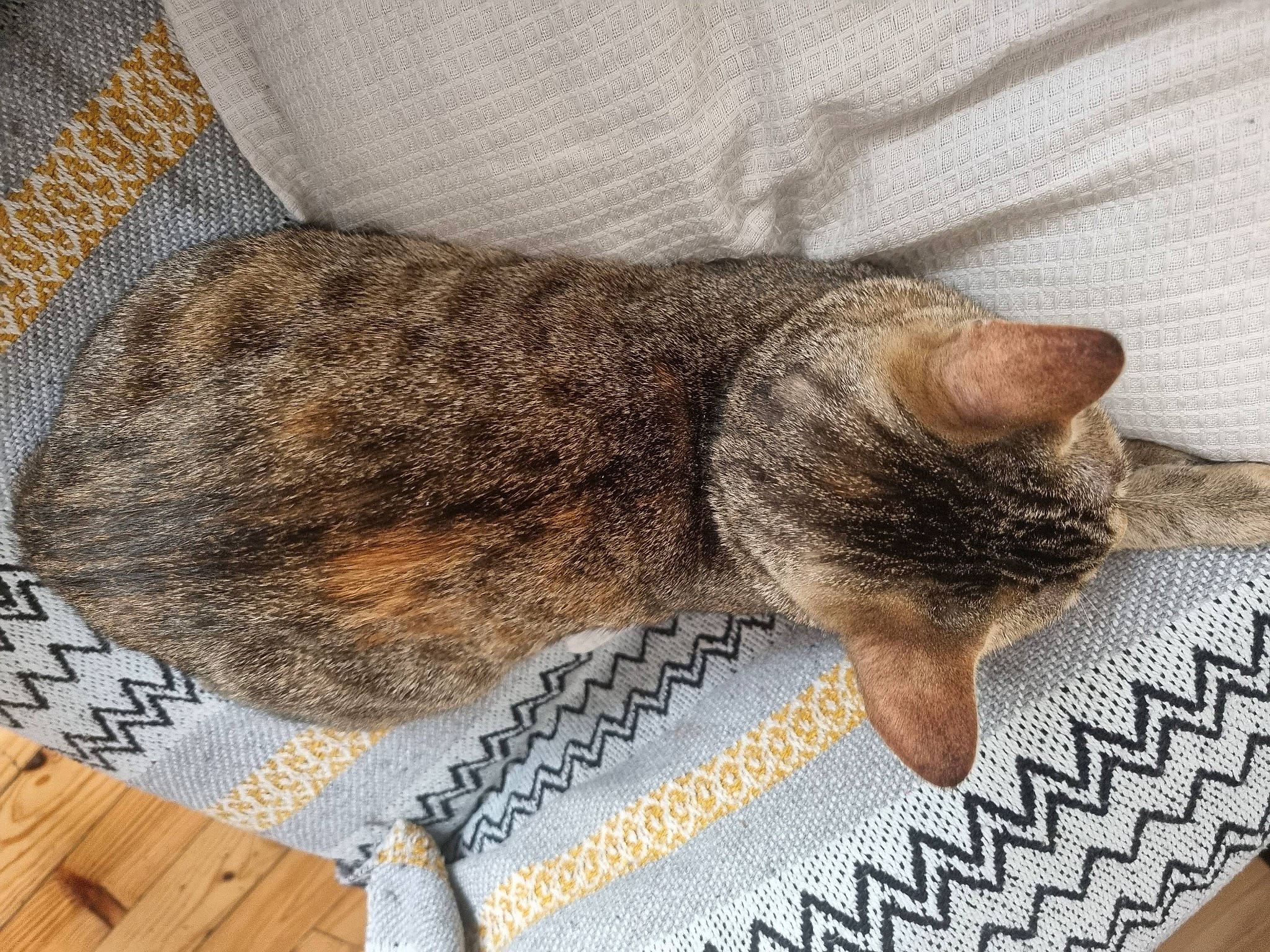 Biscuit a rejoint le concours — aidez-le/la à gagner de superbes lots ! carnivore, cat, claw, comfort, domestic_short_haired_cat, felidae, flooring, fur, grey, linens, nap, pattern, paw, rectangle, small_to_medium_sized_cats, snout, tail, textile, whiskers, wood