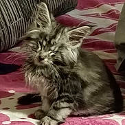 Cash is registered to the contest to win money with this photo: cat, pet, feline, long_hair, fluffy, scruffy, sitting, bed, blanket, bedroom, indoors, home, cushion, fabric, pink, white, gray, relaxed, portrait, animal