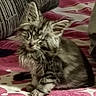 cat, pet, feline, long_hair, fluffy, scruffy, sitting, bed, blanket, bedroom, indoors, home, cushion, fabric, pink, white, gray, relaxed, portrait, animal