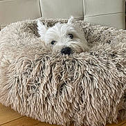 Lucy is registered to the contest to win money with this photo: dog, white_dog, fluffy, pet_bed, shaggy, cozy, indoor, wooden_floor, resting, cute, small_dog, ears, nose, fur, relaxing, animal, comfort, home, closeup, peeking