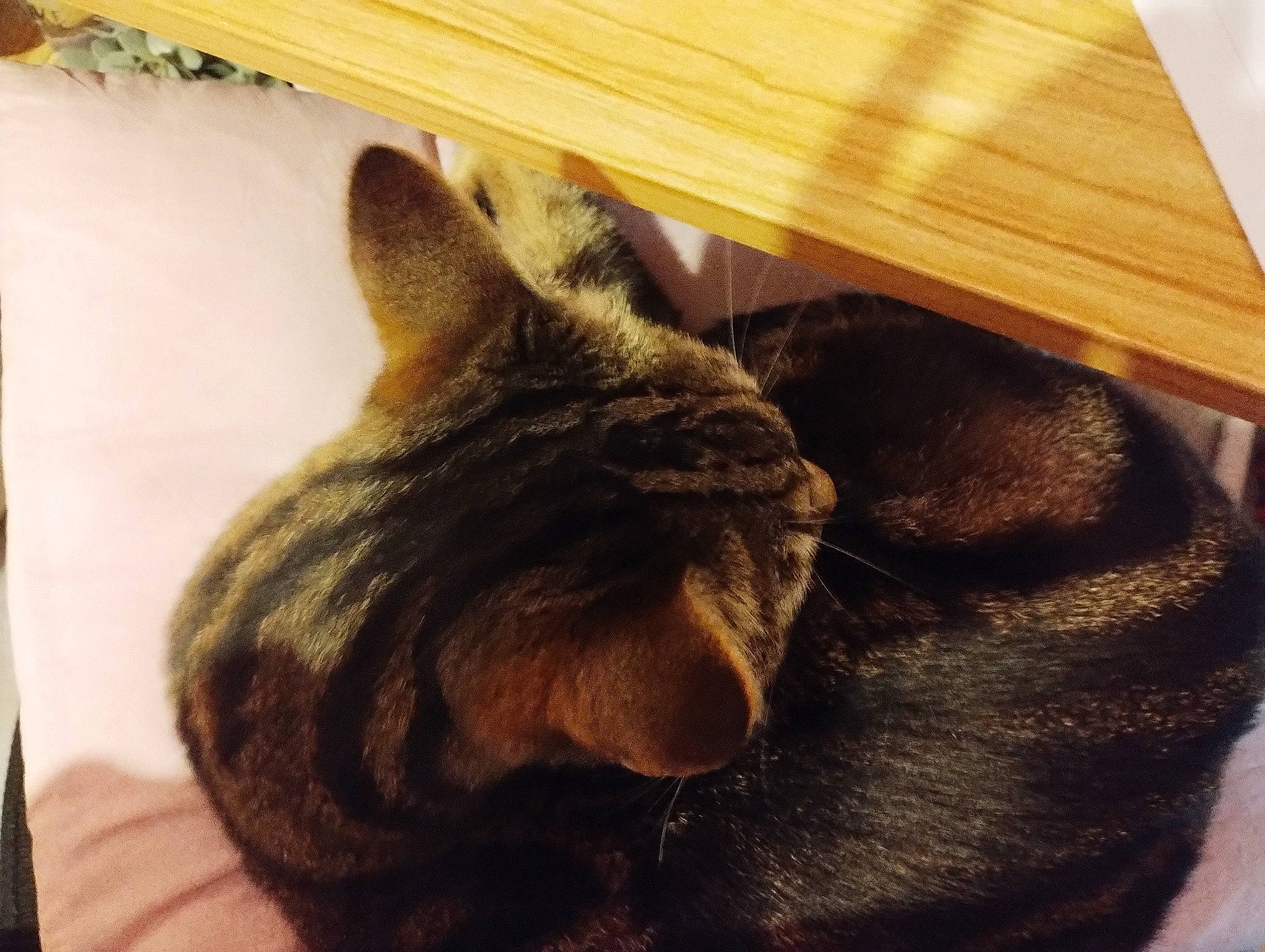 Lola is registered to the contest to win money with this photo: black_cat, carnivore, cat, claw, comfort, domestic_short_haired_cat, fawn, felidae, fur, hardwood, human_leg, nap, paw, small_to_medium_sized_cats, snout, tail, terrestrial_animal, whiskers, wood, wood_stain