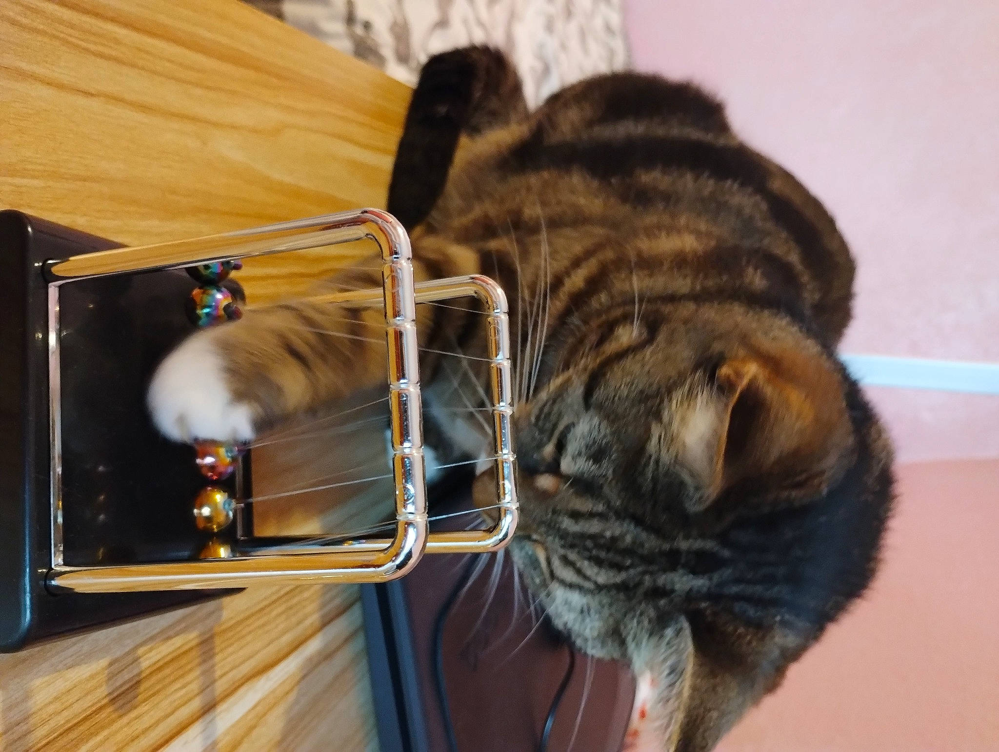 Lola joined the competition — help win amazing prizes! carnivore, cat, collar, comfort, companion_dog, domestic_short_haired_cat, door, fawn, felidae, fur, hardwood, room, small_to_medium_sized_cats, snout, sporting_group, terrestrial_animal, tiger, whiskers, window, wood