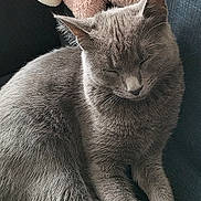 Daisy a rejoint le concours — aidez-le/la à gagner de superbes lots ! cat, gray_cat, sleeping, sitting, pet, feline, whiskers, ears, paws, fur, short_hair, portrait, close_up, indoors, cozy, blanket, couch, relaxed, cute, animal