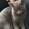 cat, gray_cat, sleeping, sitting, pet, feline, whiskers, ears, paws, fur, short_hair, portrait, close_up, indoors, cozy, blanket, couch, relaxed, cute, animal