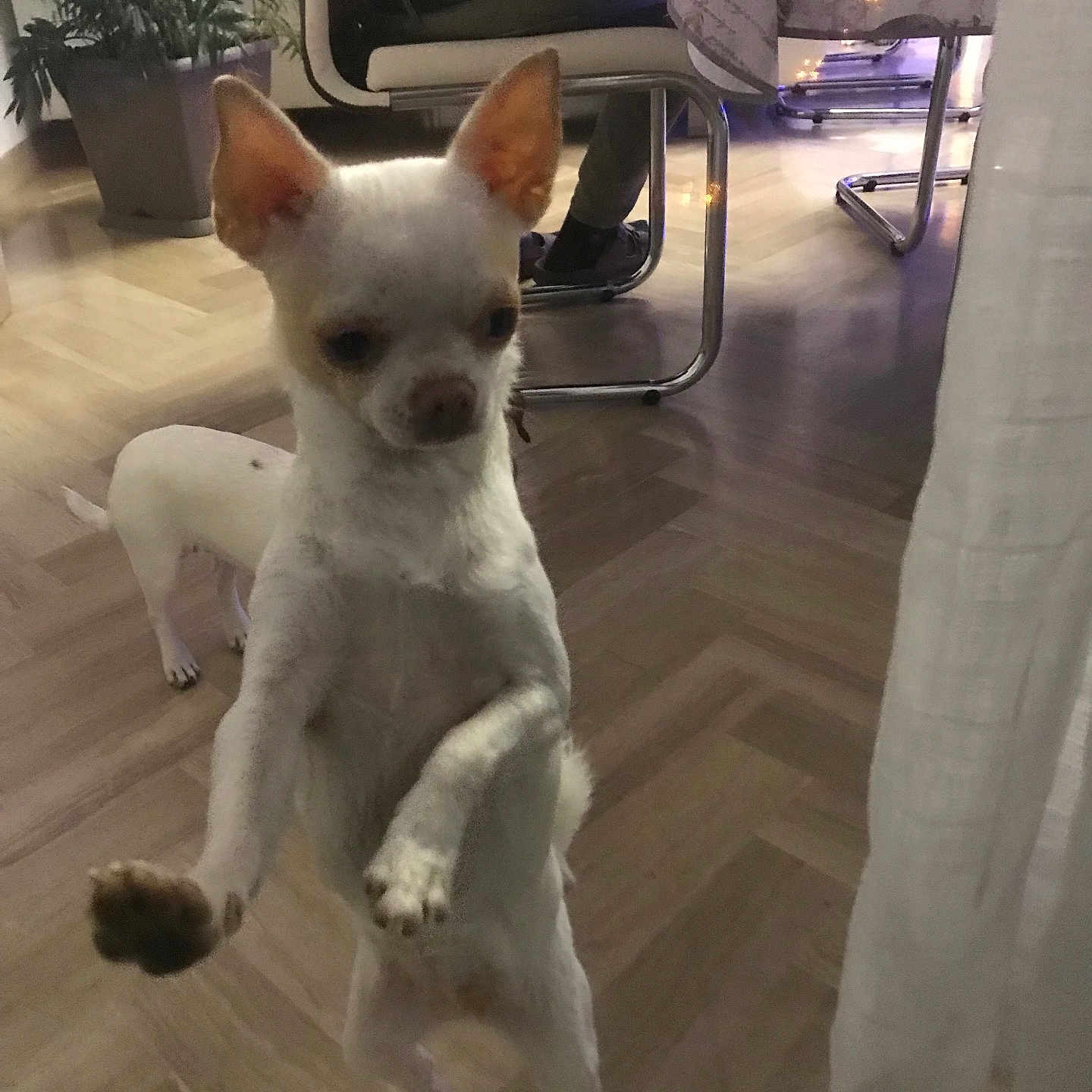 Sydney participe au concours pour gagner de l'argent avec cette photo : animal, background, canine, chair, chihuahua, companion, curtain, dog, domestic_animal, floor, furniture, home, indoor, light, pet, plant, room, small_dog, standing, wooden_floor