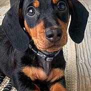Oscar is registered to the contest to win money with this photo: puppy, dog, black_and_tan, close_up, cute, pet, collar, wooden_floor, rug, outdoor, animal, young_dog, ears, paws, nose, looking_at_camera, domestic_animal, fur, portrait, laying_down