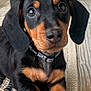 puppy, dog, black_and_tan, close_up, cute, pet, collar, wooden_floor, rug, outdoor, animal, young_dog, ears, paws, nose, looking_at_camera, domestic_animal, fur, portrait, laying_down