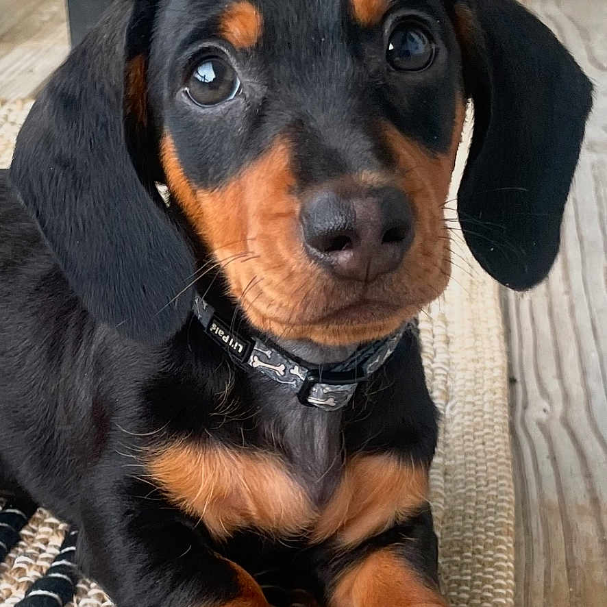 Oscar is registered to the contest to win money with this photo: animal, black_and_tan, close_up, collar, cute, dog, domestic_animal, ears, fur, laying_down, looking_at_camera, nose, outdoor, paws, pet, portrait, puppy, rug, wooden_floor, young_dog