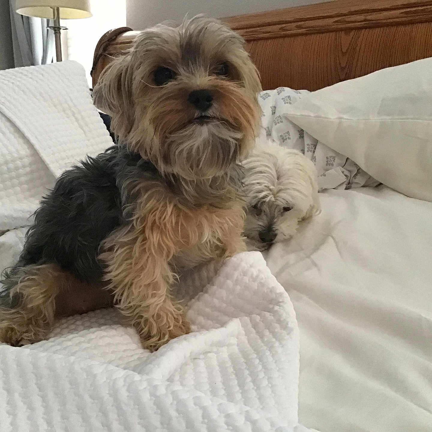 Sophie And Clancy is registered to the contest to win money with this photo: animal, bed, blanket, brown_dog, companion, cozy, cute, dog, domestic_animal, fur, furry, home, indoor, pet, pillow, relaxing, resting, sleeping, small_dog, white_blanket