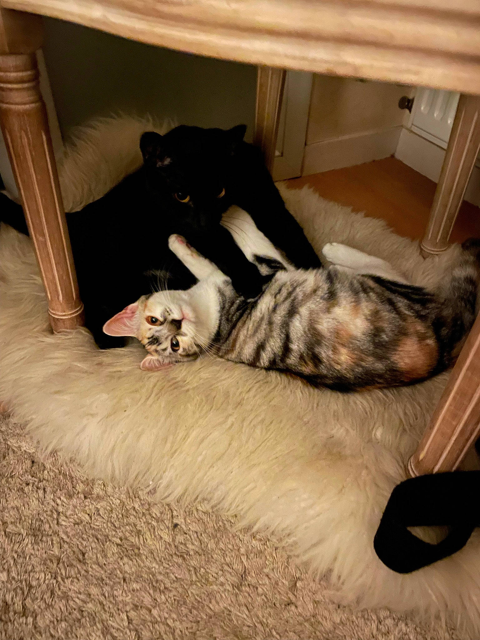 Pirate Et Sasha a rejoint le concours — aidez-le/la à gagner de superbes lots ! canidae, carnivore, comfort, companion_dog, dog, dog_breed, felidae, floor, flooring, fur, hardwood, room, small_to_medium_sized_cats, snout, sporting_group, tail, terrestrial_animal, vertebrate, whiskers, wood