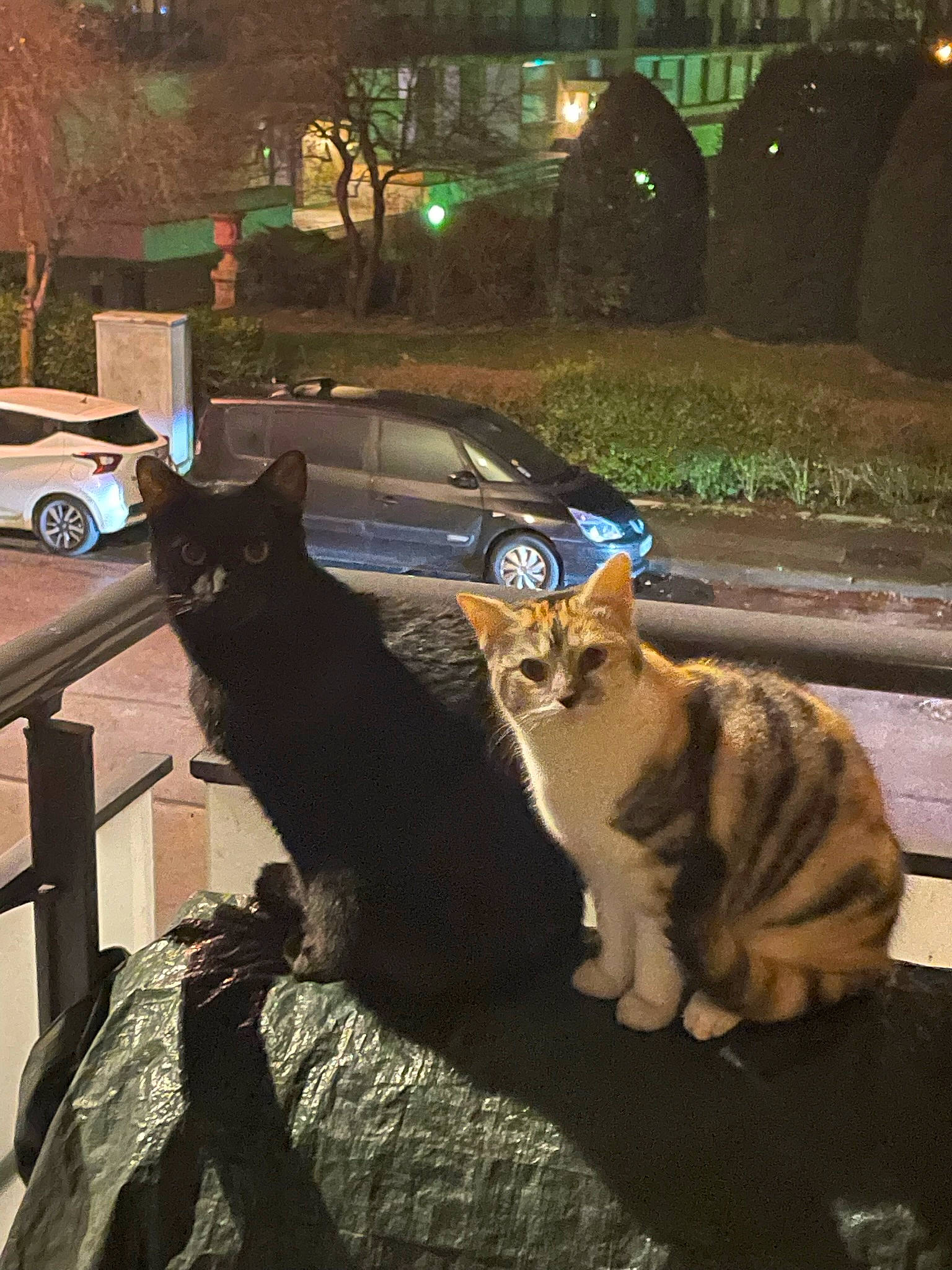 Pirate Et Sasha a rejoint le concours — aidez-le/la à gagner de superbes lots ! automotive_lighting, car, carnivore, cat, felidae, grass, light, motor_vehicle, plant, road, road_surface, small_to_medium_sized_cats, tail, tints_and_shades, tire, tree, vehicle, wheel, whiskers, wood