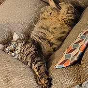 Pumpkin is registered to the contest to win money with this photo: cat, tabby, fluffy, long_hair, sleeping, lounging, upside_down, paws, claws, whiskers, feline, pet, animal, sofa, couch, pillow, indoor, cozy, relaxed, portrait